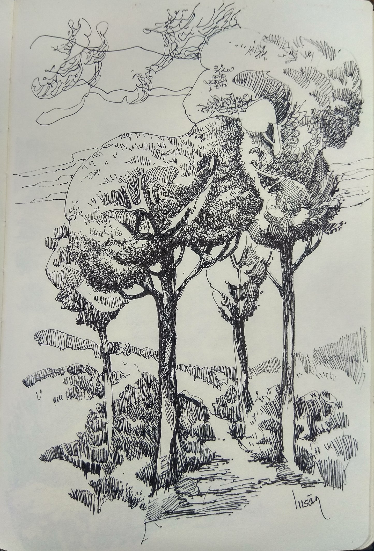 PINOS